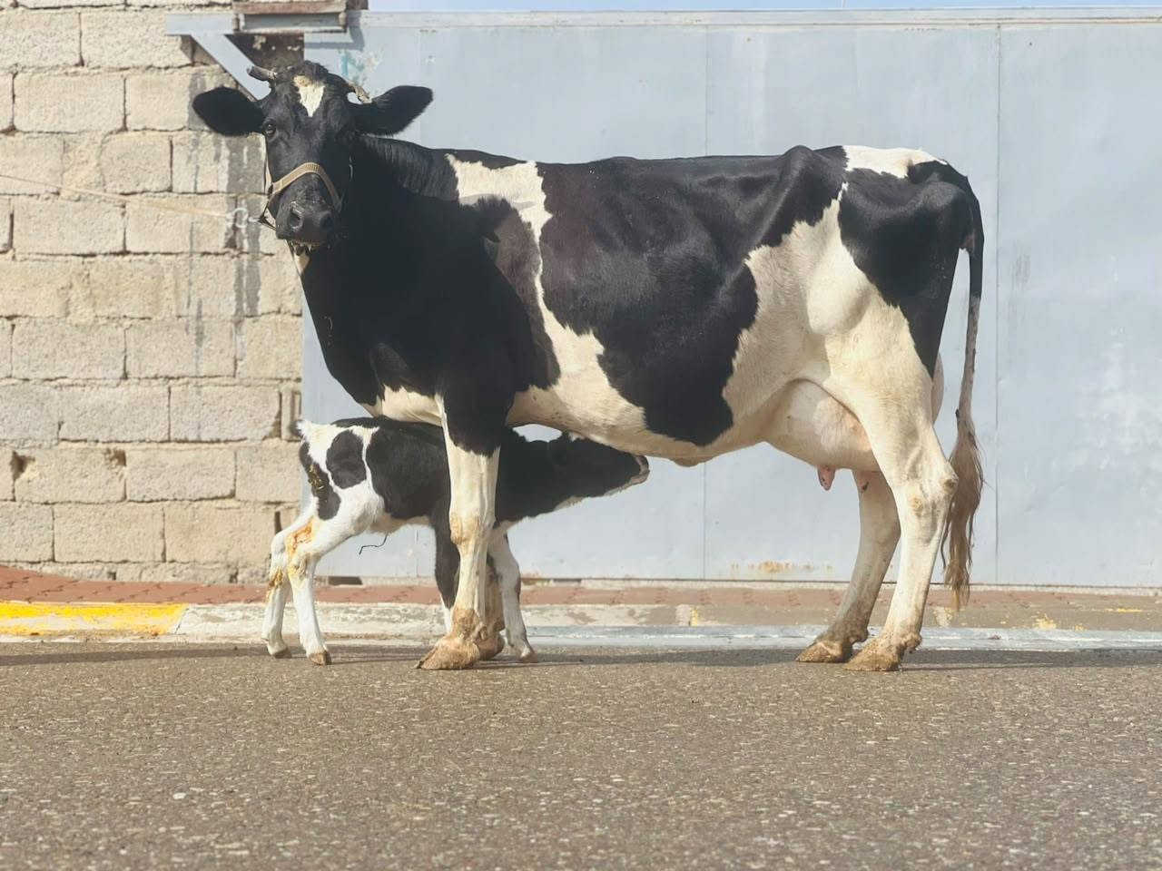 بقرة • حليب فول • ناحية الزاب