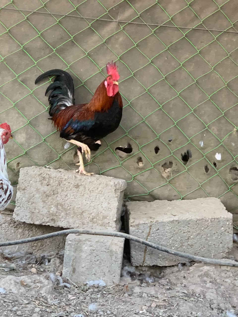 ديج شمسي • كربلاء الحسينيه
