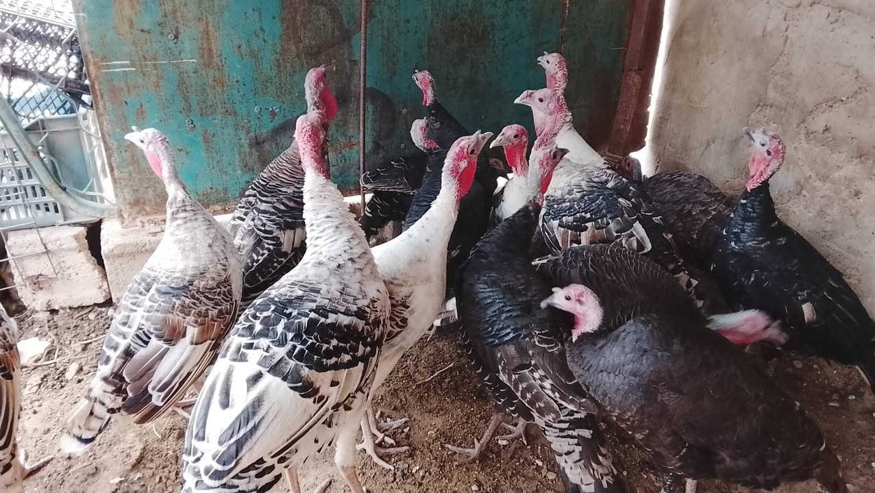 فسيفس عرب • فحلين • تكريت القادسيه
