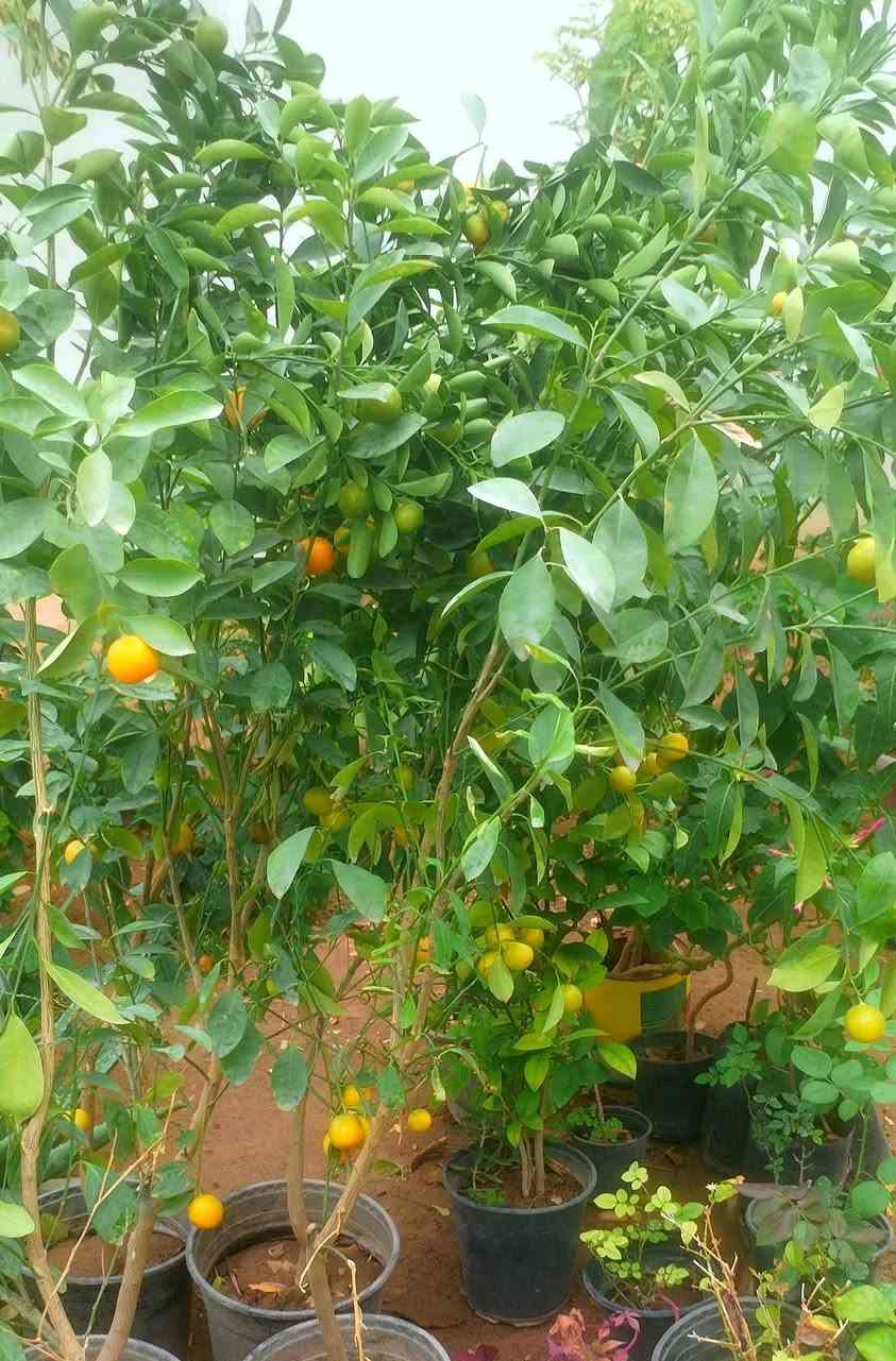 نباتات • خانقين • توصيل