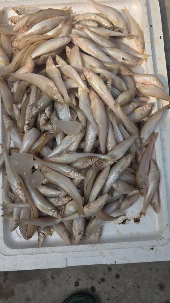 سمك كاريبي • روبيان • لحم عجل