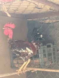 ديوكه • بورسلان • ٢٥ قفل