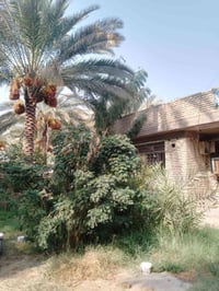 دونم • دار ٢٢٥م • طريق بغداد عمود ٥٤