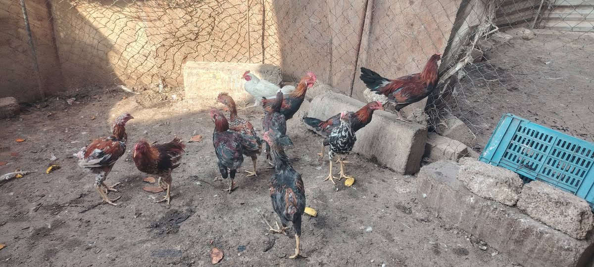 دجاج هراتي • ديوك عرب • الشرقاط