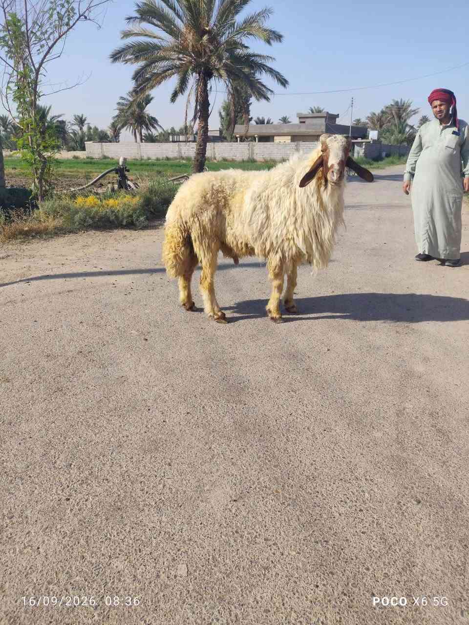 فحل خط اول شرط الفحوليه على كل عيب السعر 850قفل آلعنوان بغداد قرب سبع البور اقرب نقطه داله ابراهيم بن علي منطقة الكراغول ***********

نص مكتوب في الصور:
- 16/09/2026 08:36 POCO X6 5G