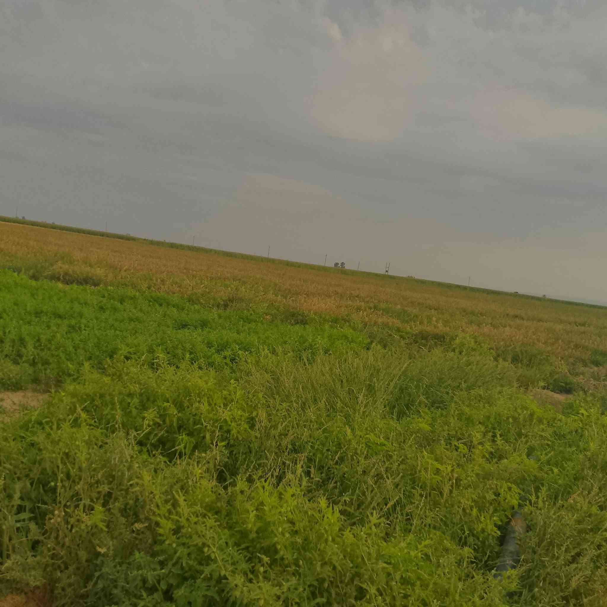 دخن • ١٧دونم • هده السبلهه