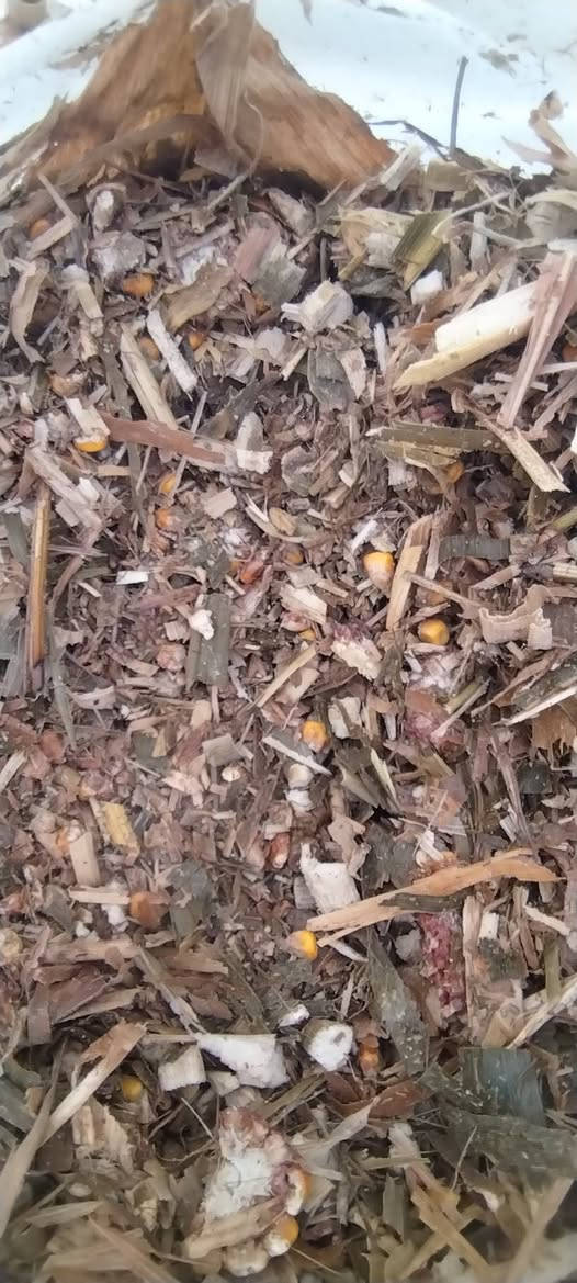 ذرة عرنوص • مجروشة • بابل الحصوه