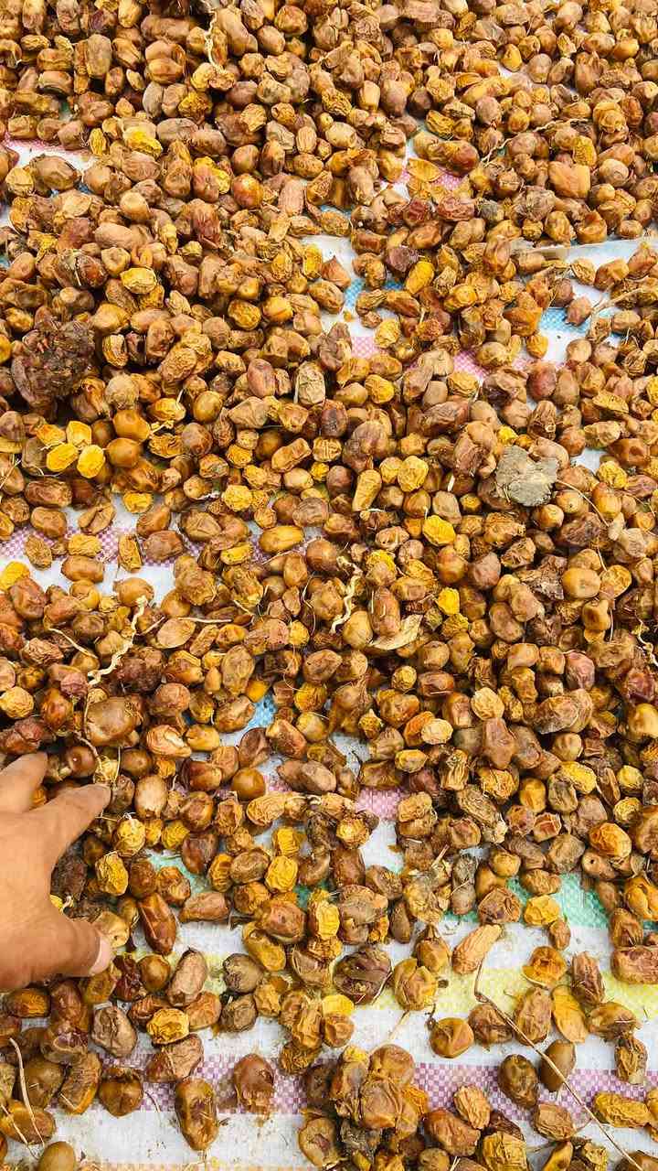 تمر علف • درجة أولى • بابل الحمزه الغربي