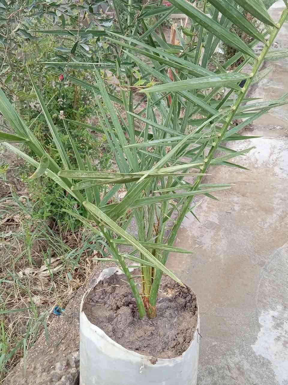 برحيه • درجة أولى • للبيع