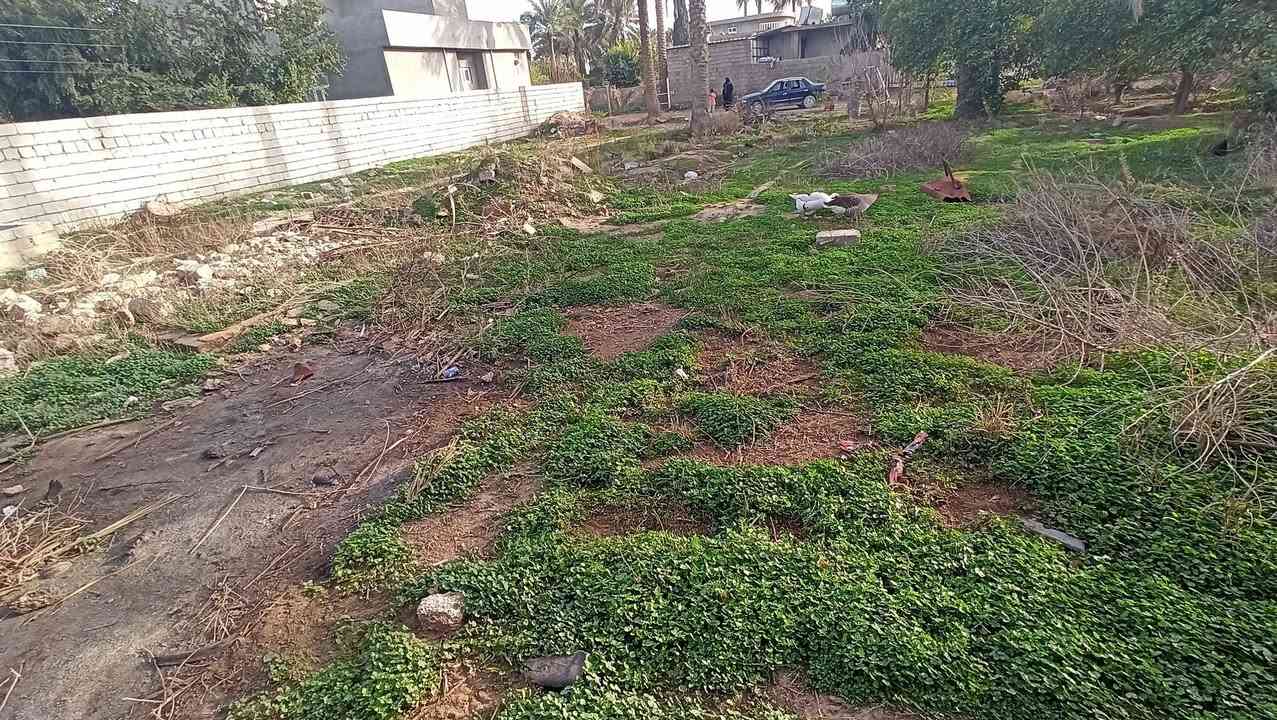 البدعيه • طابو زراعي • ٤٦٠م
