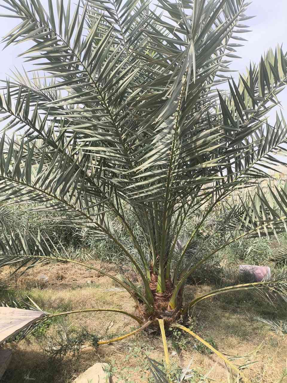 نخل برحي عدد 2 
بيهم انتاج للبيع 
ابو صخير خلف تربيه المناذره 
***********
