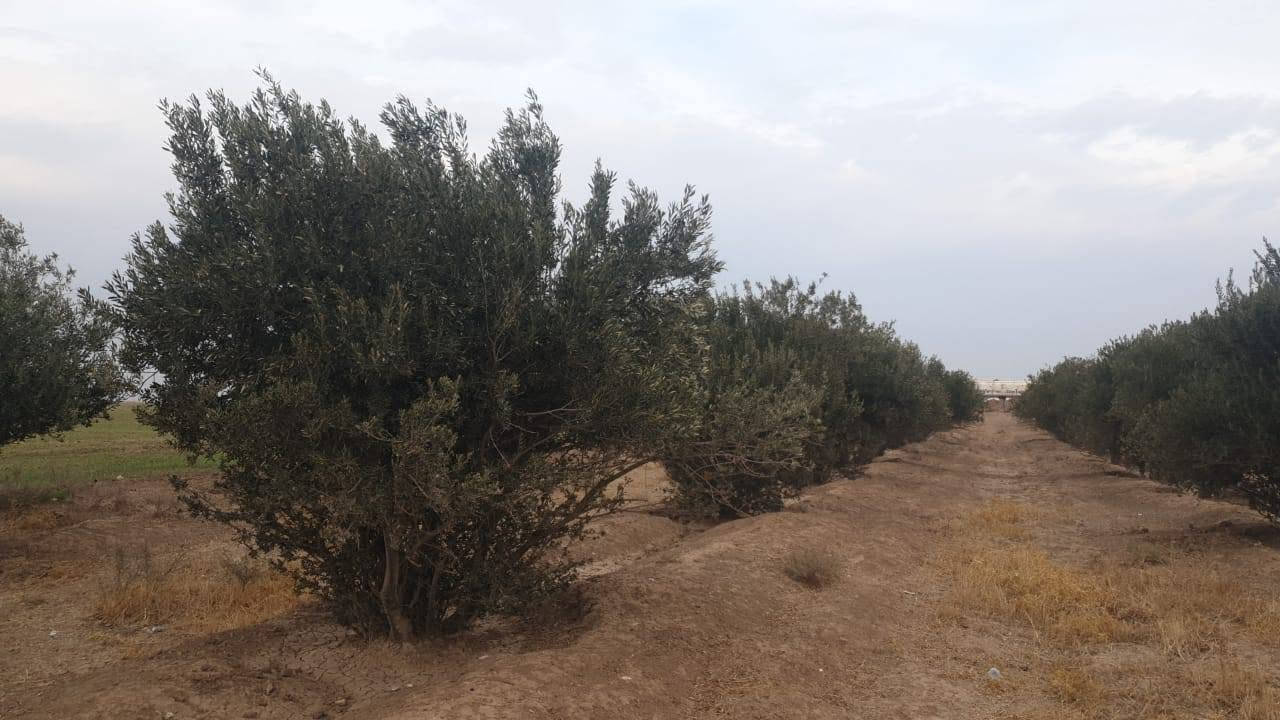 زيتون • ما محيوش • كميات