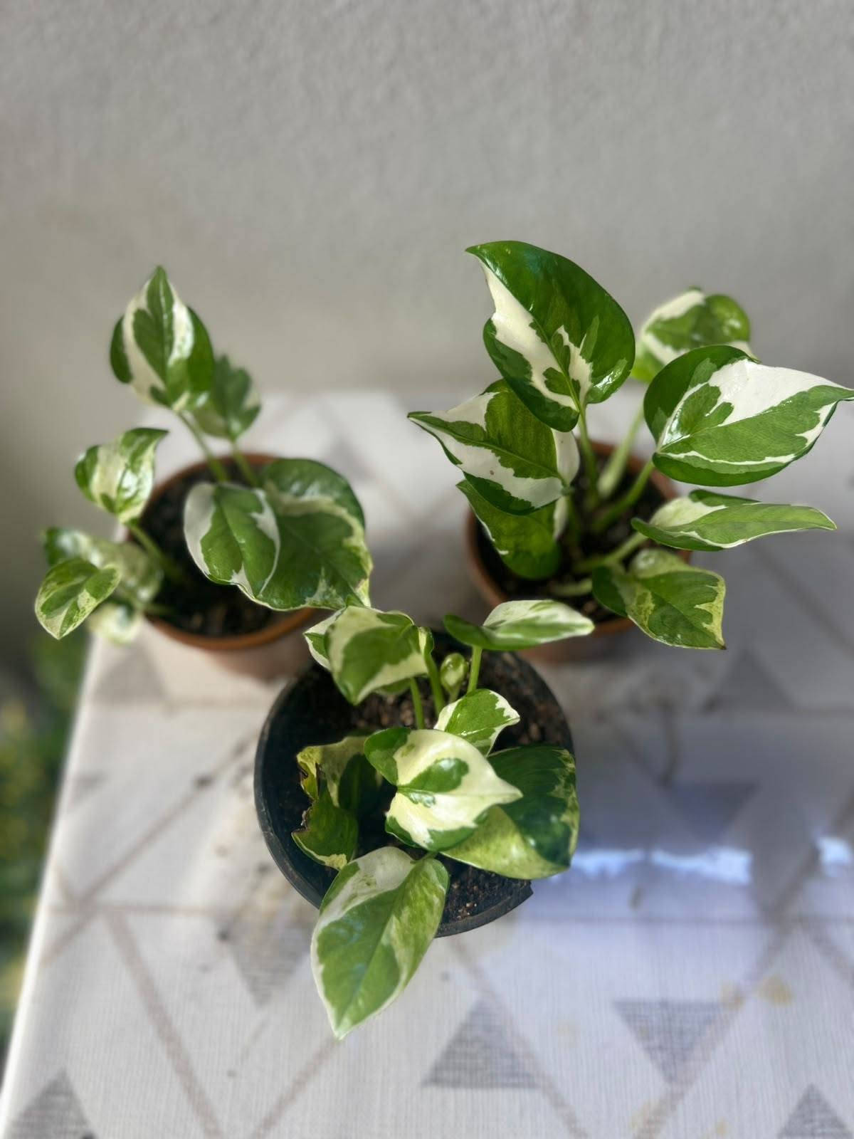 🌱 ضيف الطبيعة والمظهر الأنيق لبيتك! 🌱

​وصل حديثاً: نباتات جديده  أصل هولندي 🇳🇱

كثافة عالية، خضار يفتح النفس، ونشاط وصحة تامة للنبات! 💚
​✨ النباتات 🌿🌿🌿
​يضيف لمسة ديكور راقية وفاخرة للمنازل والمكاتب.

​سهل العناية ويضيف طاقة إيجابية على المكان.

​📍 الموقع: الموصل - البلديات (قرب صيدلية ركن العناية)

🛵 خدمة التوصيل: متوفرة لجميع مناطق الموصل.

​📥 للطلب أو الاستفسار: يرجى مراسلتنا عبر رسائل الصفحة، أو التواصل مباشرة عبر الواتساب:
📱 [***********]

tiktok.com/@313_k27.   👈  رابط تيك توك 

متابعه ومشاركه للصفحه ليصلكم كل ما هو جديد 

#فيلوديندرون #لبلاب_متدلي #نباتات_هولندية #نباتات_زينة #نباتات_داخلية #عشاق_النباتات #ديكور_طبيعي
