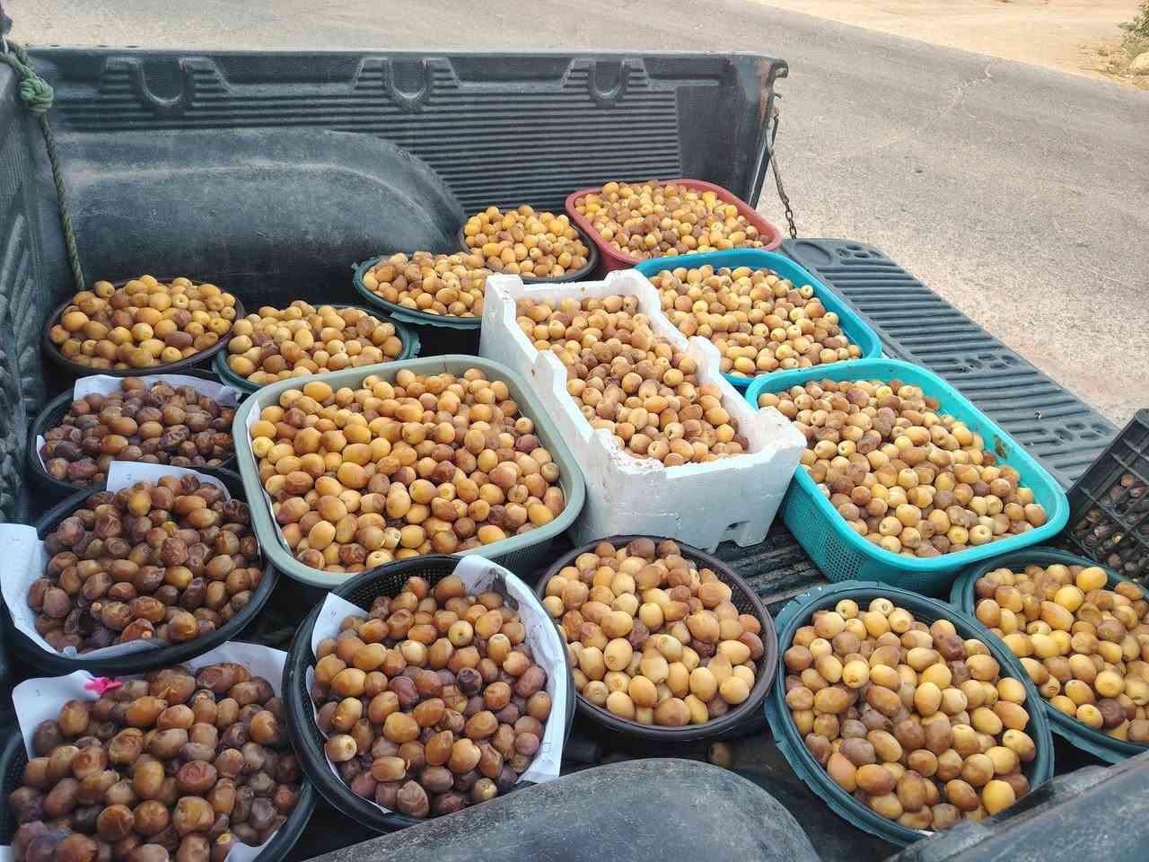 برحي درجة أولى • بريم ناشف خشن • دهن حر نضيف