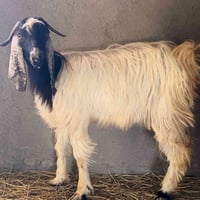 السماوه الرميثه • وبيه مجال • توصيل