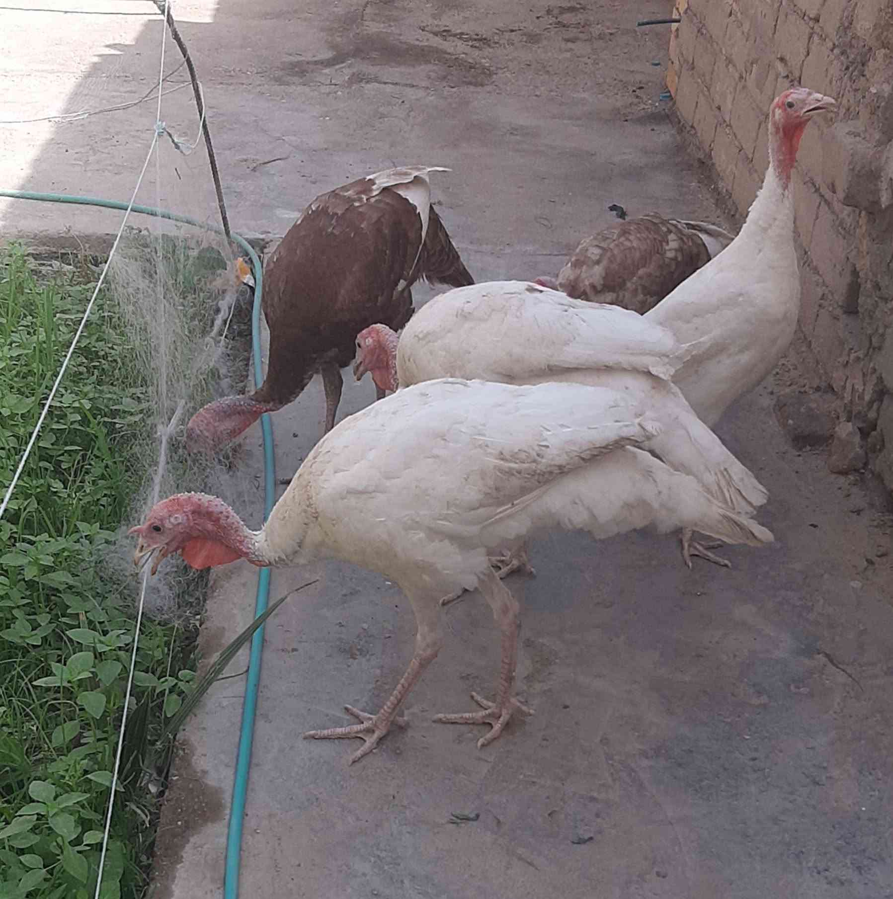 فسيفسات • ألوانهن • اناث 2 ذكور 3