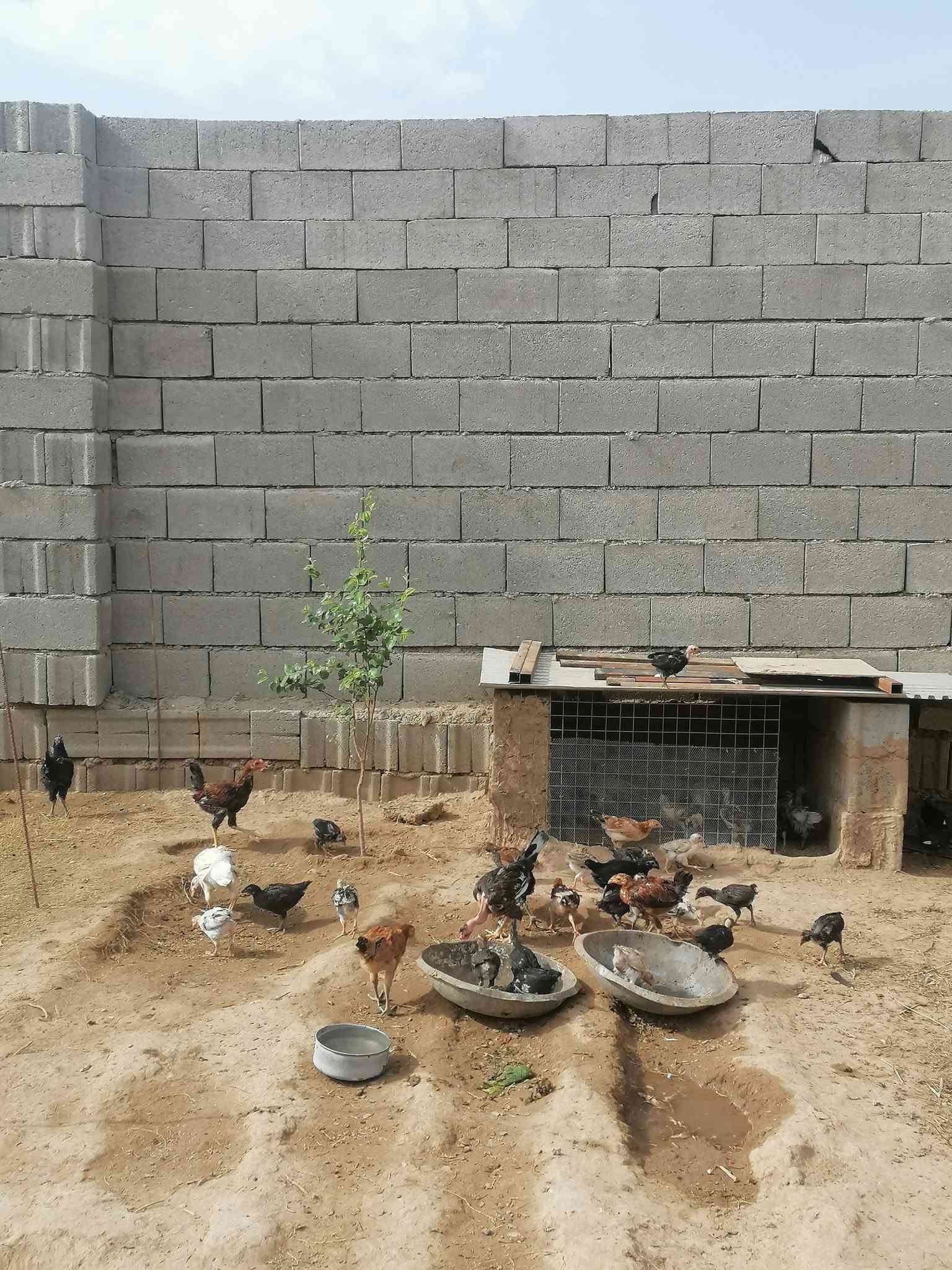 تكريت • دجاج مال بيت • ماخذات لقاحات