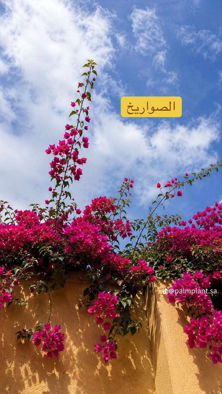 يعلن مشتل النور عن انواع لنباتات لمثمره وغير لمثمره ولازهار بنواعهه ولعطريه ولمتسلق بنواعه ولحمضيات بنواعهه ولعطريه ولمتسلق بنواعه +سنادين بنواعهه ولادويه ولمبيدات لحشريه ولعشبيه ولمنشطات لنواع النباتات وثيل+ثيل هندي+زميج كلشي ماتحتاج حديقتك موجود عد مشتل النور ( تنويه لكل زبون شتله مجانيه بثواب موتانه)+لكل زبون شتله مجانيه بثواب فاطمه الزهراء عليها السلام)بداره اخوكم ابو محمد رقم تلفون لمشتل ***********+***********موقع المشتل قريه 10 قريب القريه النفطيه

نص مكتوب في الصور:
- ألون ❤️ @palmplant.sa
- @palmplant.sa جمعت لكم اكثر من صوره للجهنمية وهي طالعة فوق السور نبتة واحدة قد تغير المكان بالكامل
- الصواريخ @palmplant.sa
- @palmplant.sa
- بكل مكان حلوه
- @palmplant.sa التفرع 🥰
- تداخل الوان الزهور @palmplant.sa
- التزهير قوي ماشاء الله
- ألوانها جميلة @palmplant.sa