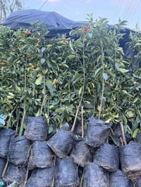 مشتل نور الهدى • برتقال صيني • نومي صيني