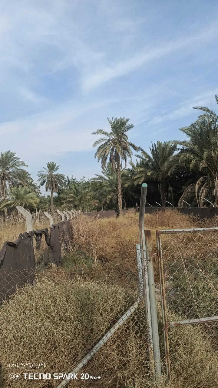 الشعله الدوانم • سند ٢٥ • ١٩٦م