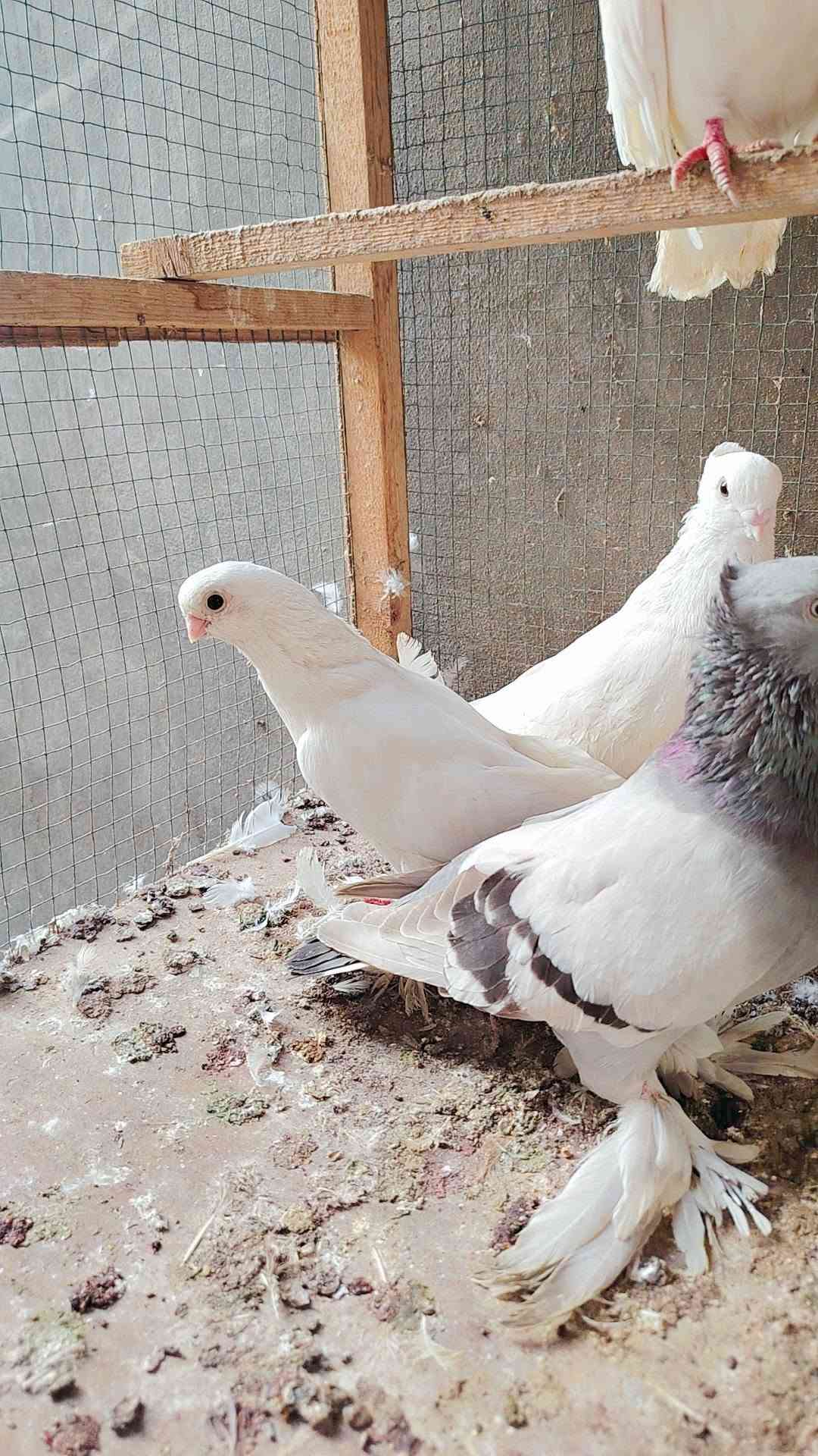 طير • نسل • نجف كوفه
