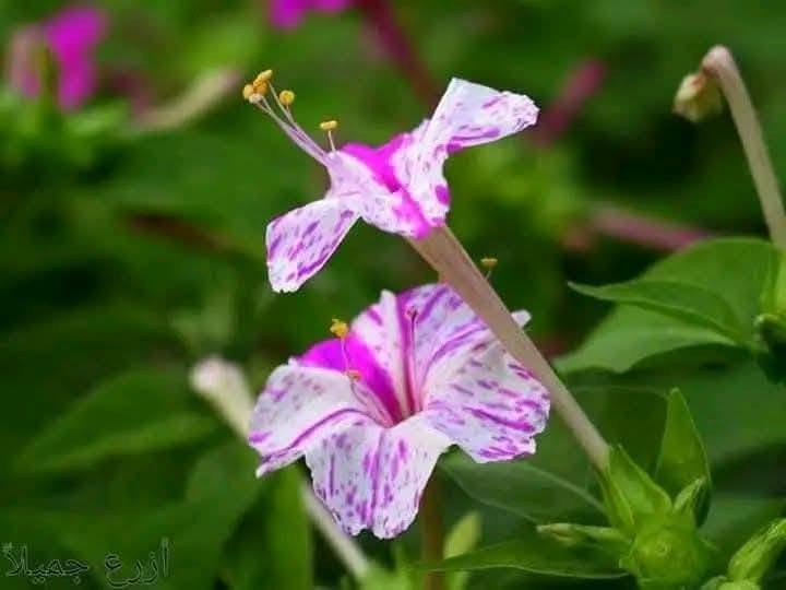 متاح لدينا بذورها بذور نبات ورد لاله عباس عطري الوان لطلب والحجز واتساب ***********
السماوه أو مراسلة الصفحه يوجد خدمة توصيل طلبات داخل السماوه ولكافة المحافظات لباب البيت أنواع البذور الاستوائية النادره

نص مكتوب في الصور:
- أزرع جميلا
- ابو حمزه رحيم المرشدي • ٥٧ د •
- متاح لدينا بذورها بذور نبات ورد لاله عباس الوان لطلب والحجز واتساب *********** السماوه أو مراسلة الصفحه يوجد خدمة توصيل طلبات لكافة المحافظات لباب البيت انواع البذور الأستوايه النادره