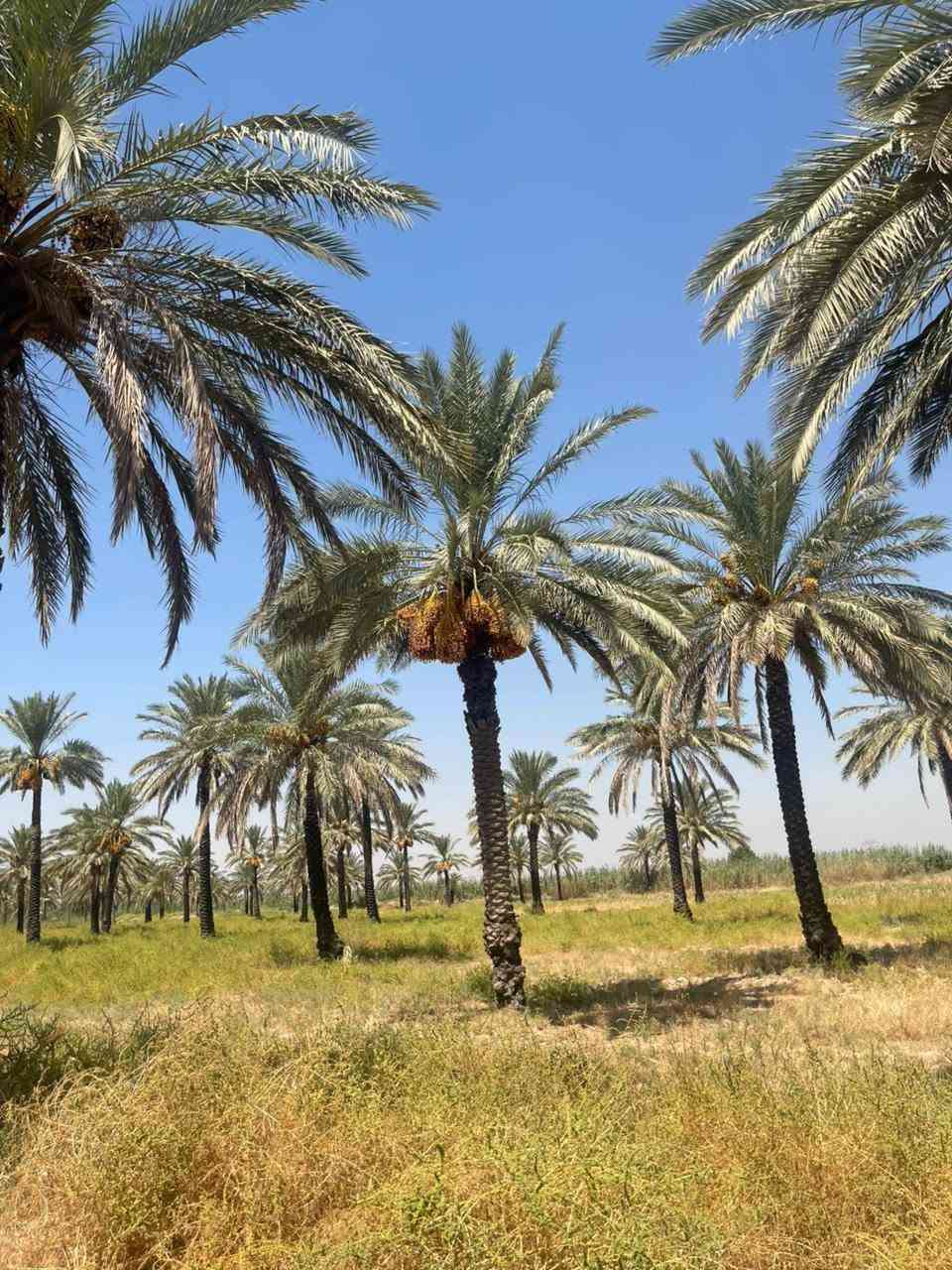 🌴🔥 فرصة استثمارية مميزة للبيع في الصويرة 🔥🌴

📍 الموقع: الصويرة – الرحمانيه قرب شارع المطار

وجه الارظ 158 متر 
🏡 المساحة: 10 دونم
📜 حق تصرف – سند 25
📐 مربعة گونية
🌊 قريبة جداً من النهر

🌴 مواصفات ومميزات الأرض:
✅ تحتوي على 100 نخلة
💧 متوفر ماء سقي مع ماطور ماء 7.5 حصان
🚰 متوفر ماء إسالة
⚡ متوفر كهرباء
🏫 مدارس قريبة
🛣️ تبعد عن الشارع المبلط حوالي 300 متر
🌱 أرض مناسبة للزراعة والاستثمار وإنشاء بستان ومكان للاستجمام

⭐ موقع هادئ ومميز، قريب من النهر والخدمات، ويجمع بين الاستثمار الزراعي والراحة والطبيعة.

🔥 10 دونم بمواصفات ممتازة وفرصة تستحق الاهتمام!

📞 للاستفسار والتواصل: [رقم الهاتف]
***********
