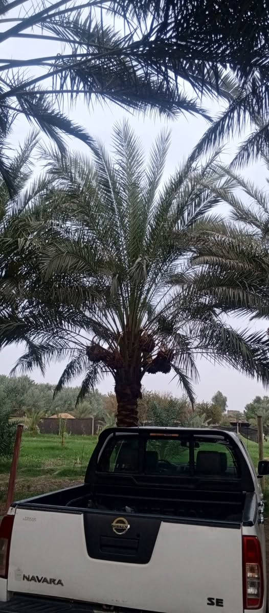 نيفاره • ٢٠١١ • مكفوله صبغ