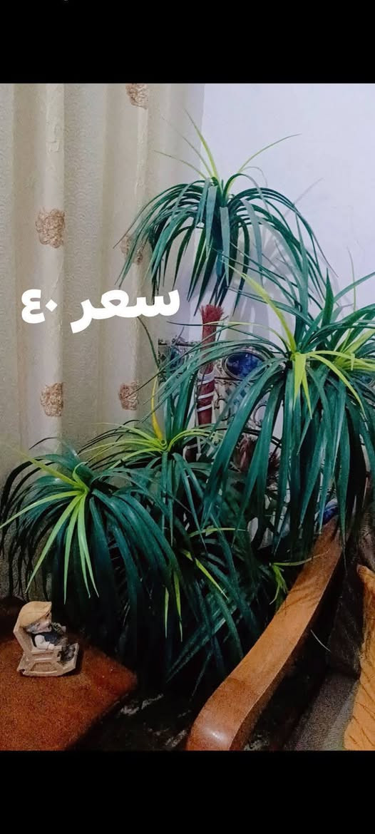 للبيع كلمن وسعرة 👇🏻 مكلف بلنشر لشراي الاتصال ع الرقم ***********

