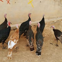 علويات • الموصل الجانب الأيمن • للبيع