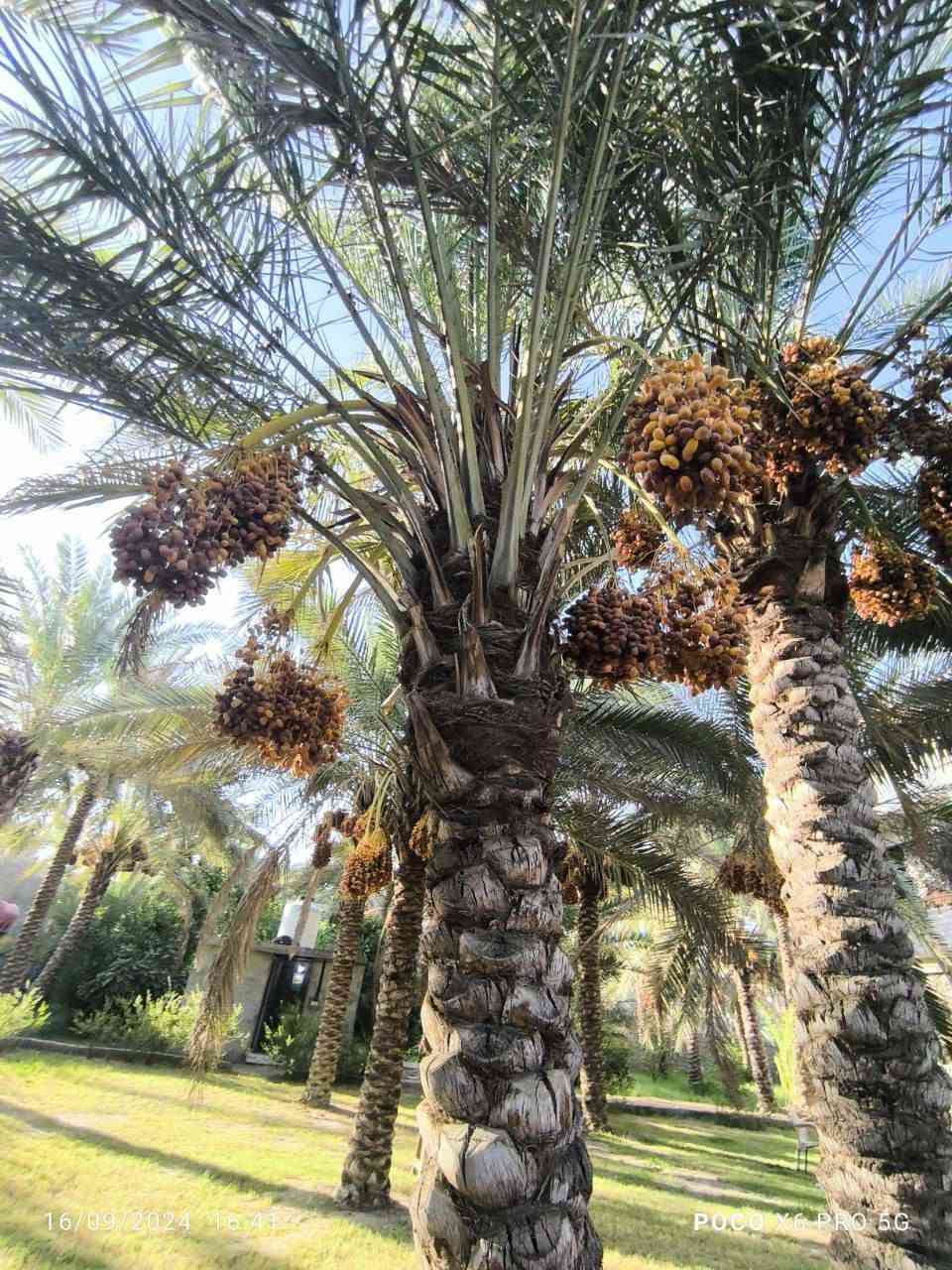 سلام عليكم 

العقار ٣دونم  تحويل اسهم باسم المشتري 

يحتوي على فله وبيت اخر بسيط  واجهه ٥٧ مغروس بالنخيل والحمضيات  يقع في الحسينيه البزل الرأيسي قرب مطبخ العتبه اي انه يقع في الشارع الرابط بين شارع الحسينيه وشارع بغداد 
للاستفسار الاتصال على ***********⭕

