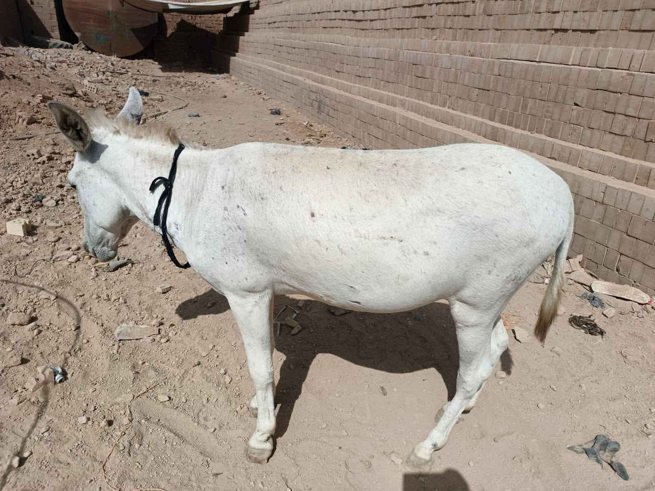 السلام عليكم طرش للبيع العدد 10
‏‪***********‬‏
