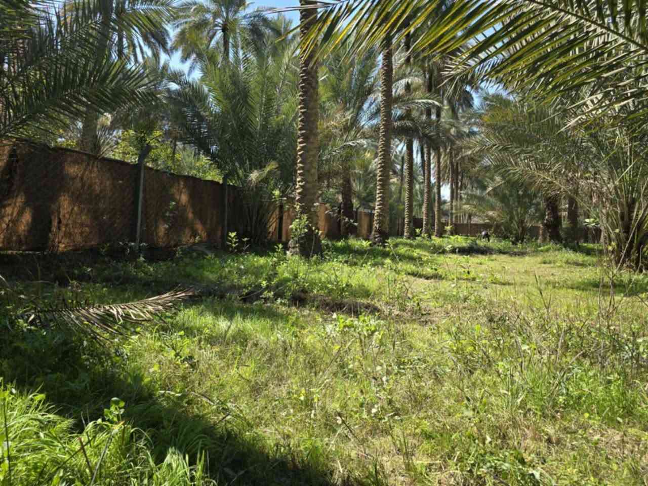 أللهم صل على محمد وأل محمد ليوم
جبنالكم عرض مميز  وبسعر مناسب جدا يبعد الف متر عن شارع الحسينية فقط

 أخوان صاحب العقار عنده مريض ويحتاج عملية بالهند

 ونزل السعر بسبب وضعة لايتحمل سعره مناسب جدا الي

 يريد يشتري عل باب الله الي يريد ياخذه ترفيهي مكانه كلش مرتب منطقة هادئة جدا

 للبيع    دونم  المساحة بالأمتار 2500 متر محدد ومسيجة

 بالكامل تتوفر كافة الخدمات كهرباء مولد مي اساله 
  
   مي سقي سيح النهر صاير مباشر بصف الدونم البستان مخدومة

 بالكامل العنوان كربلاء شارع الحسينية 

 قرب جسر 🌉 الإبراهيمية من سايد الخدمي وتدخل 1000 متر 

 عن شارع الحسينية 1000  متر وعن جسر الإبراهيمية كيلو  ونص 

 وعن مركز المدينة 15 كيلو منطقة سكنية عرض الشارع

 النازل عل بستان 6 متر واكو مكانات 7 و 8 م علمأ نوع السند

 طابو زراعي سند 25 تحويل سهم مباشر بأسم المشتري

 أصل السند  6   دونم فقط انزل اسمك سهم بالسند بمساحة

دونم  

#السعر_النهائي  160 مليون قفلة 

للإستفسار أكثر #اتصلوا بالأرقام التالية 

(  ‏‪***********‬‏  )(  ***********  ) 

ابو فاطمة عنوان المكتب شارع الحسينية قرب جسر 🌉 الإبراهيمية مقابل شارع عون مكتب النافعي للعقارات كربلاء     النافعي للعقار        #اشاره #الاصدقاء #متابعين #اكسبلور #الجميع #متابعين #اكسبلور #الجميع #متابعين #اكسبلور @إشارة @إشارة 

السعر النهائي   160 مليون
