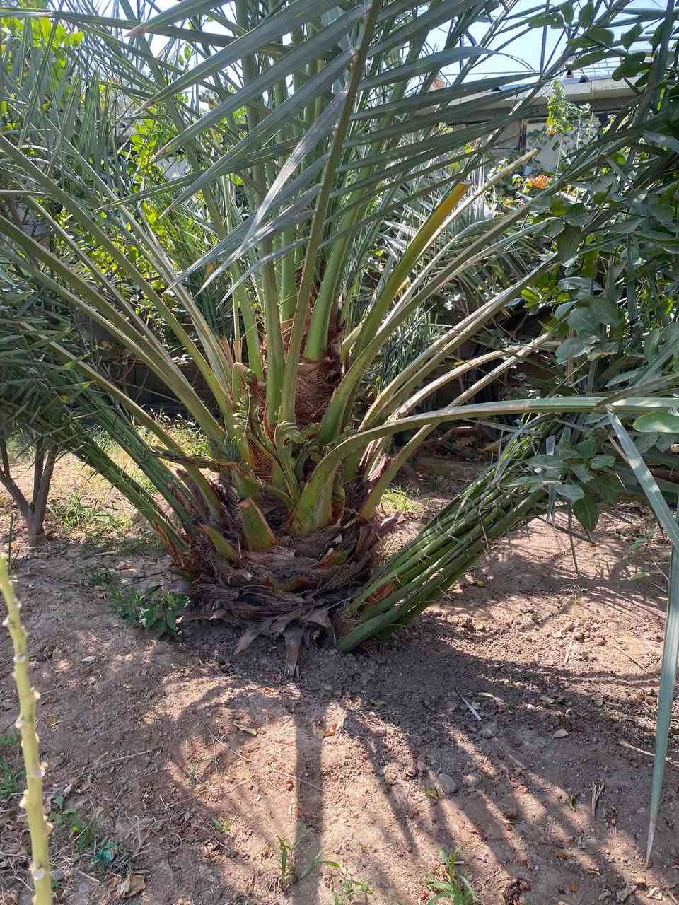 � للبيع نخيل تمر — نوعيات مميزة

متوفر نخيل من النوعيات:
🌴 برحي
🌴 مكتومي
🌴 معموري

نخيل مرتب ومناسب للزراعة، واللي يريد يشوفهن على الطبيعة حياكم الله.

📍 المكان: الأنبار – هيت
📞 للاستفسار والسعر، مراسلة خاص.
***********
البيع للجادين، والرزق على الله
