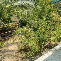 الشتال جسر الجورجية • ٢٥٠م • طابو زراعي