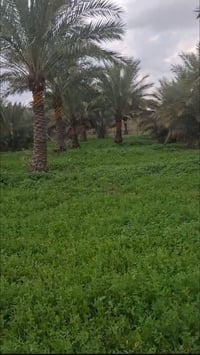 قضاء الصويره • تاج الدين الحفريه • ٢٥ دونم