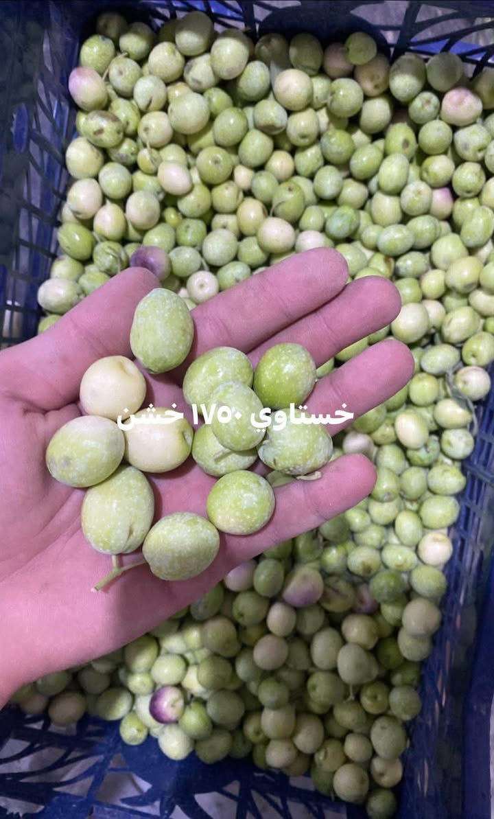 السلام عليكم متوفر زيتون عنة
الزيتون المطاول ١٠٠٠

والزيتون الخستاوي١٧٥٠

وبصل (فسقة )  جديدة سعر كيلوين ١٧٥٠

فسائل نخل  خستاوي مقلوعة بشكل صحيح والفطام غير متضرر وبيهه جذور شكل التمر الأم منزلة وية الصور 

للحجز مراسلة الصفحة اومراسلة الرقم ‭***********‬

ويوجد  توصيل  عنة 

الرمادي وبغداد للزيتون

نص مكتوب في الصور:
- زيتون حسباوي 175
- خستاوی ۱۷۵۰ خشن
- زيتون مطاول الكيلو