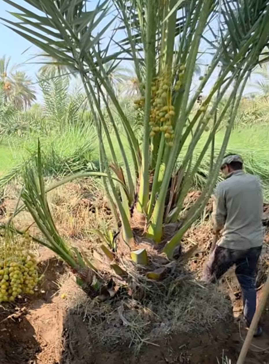 يارب موسم خير وبركة عليكم 
تتوفر لدينا الفسائل بكافة انواعها وصنوفها 
✅  مجهول 🌴برحــــي✅قرنفلي  خستـــاوي 🌴 بريــــــم ✅ عمــران 
✅ تبــــرزل🌴 مكــــــتوم  ✅ جمــالـي🌴 اشرصي
✅ بربــــــن🌴 حــمـراوي  ✅ شـــــكر  🌴شوثي اصفر
 عــــــراقي اصـــــــــلي 100% 
كل انواع الفسائل  اخاص بالمزارع مالتنه 
متوفرة كافة الاحجام وحسب الطلب والنوع امهــات ذكـــــــور  
كذلك يوجد لدينا توصيل لكافة محافظات العراق مع ضمان 
الزراعة والادامة والتلقيح والاستشارة 
ضمان الثمرة وتلقيحها 100% وتوجد ادامة كاملة للفسيلة لمدة سنوات 
يوجد لدينا اعداد كثيرة من فسائل الزهدي التجاري 
✅  مستعدين للتجهيز دوائر الدولة كافة 
✅ المشاتل وكافة المزارع الخاصة والعامة 
✅ البيع بالجملة والمفرد مع ضمان النقل والزراعة
يوجد لدينا كادر متخصص بزراعة النخيل والاشجار  و كدر متخصص بمنضومه تقطير  موقع العمل كربلاء ونشتغل في جميع محافظة العرق 
للحجز
 والطلب والاستفسار مراسلة الصفحة او التصل ***********
