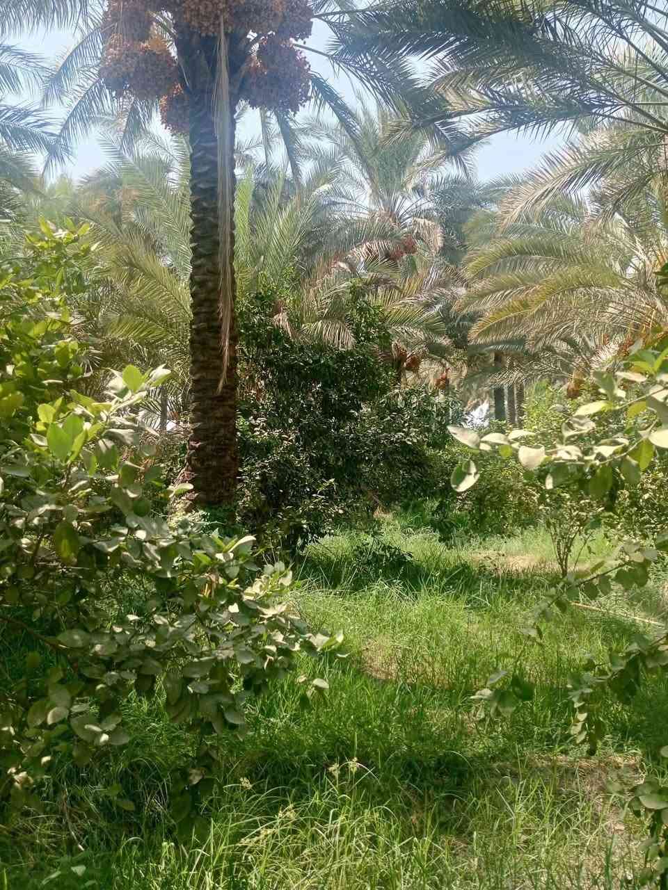 ياالله
للبيع دوانم في بغداد منطقه الراشديه

جنس العقاري سند ٢٥ تحويل بأسم المشتري يتوفر فيه جميع الخدمات ماء اساله وماء روئي وكهرباء ويوجد فيه نخيل وحمضيات للأستفسار اتصل على رقم او مراسلة ***********
