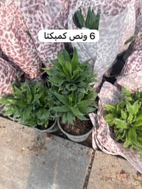 نباتات ظلية • أسعار مناسبة • توصيل لجميع المحافظات