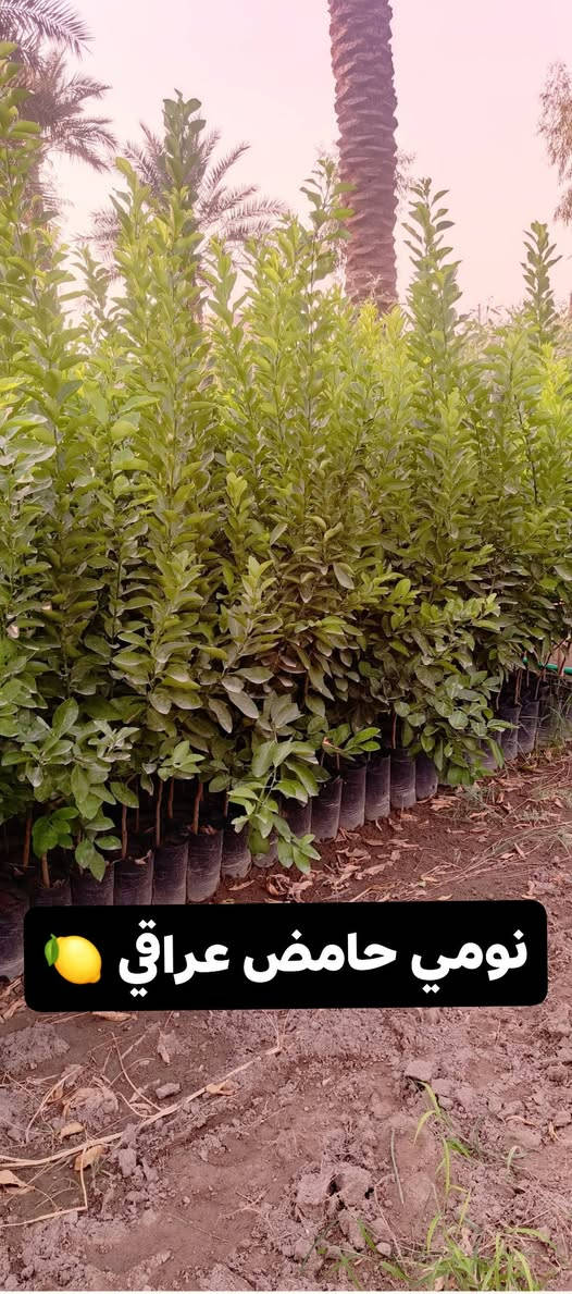 سلام عليكم ورحمة الله وبركاتة 
🌲من مشاتل الحاج حامد🌲 
🍋🍊تم تجهيز جميع اصناف الحمضيات🍋🍊 
🌱🌲كيس وسندان وبمختلف الاحجام🌳🌴
 ☎️للاستفسار مراسلة الصفحة أو الاتصال على الرقم☎️ التالي ***********📞

نص مكتوب في الصور:
- لالنكي عراقي
- نومي حامض عراقي
- لالنكي كليم تايم اجنبي
- لالنكي دبل سوبر
- طرنج عراقي 🍊