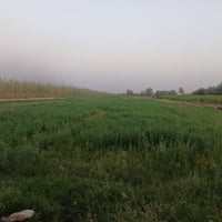 براكيه • ٢٠ دونم • طابو