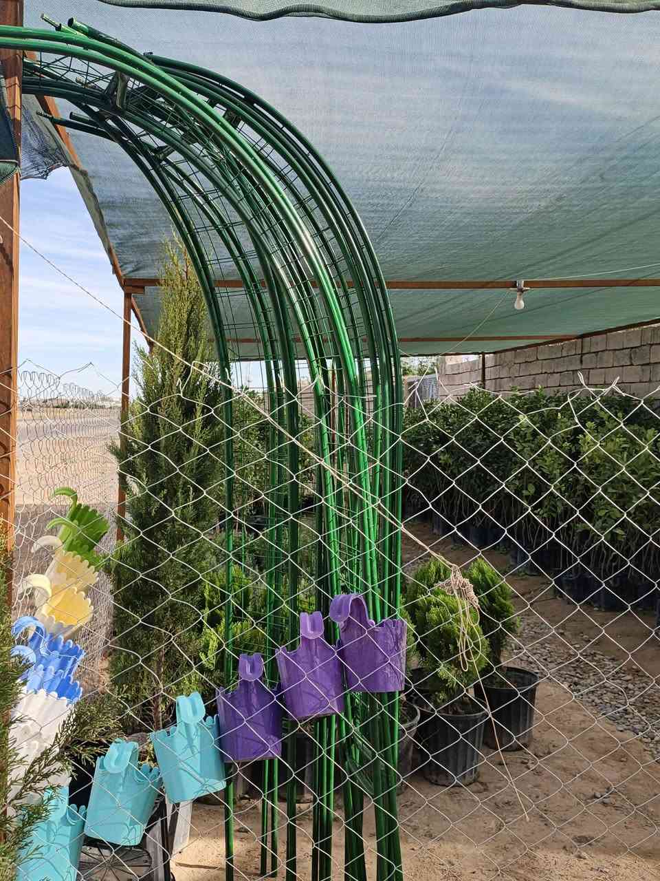 مشتل بغداد • يوسفي • ورد جوري