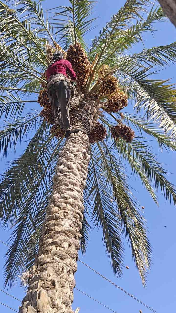 شغل درجه اولئ مكربچي
#خالد_العلواني ***********
