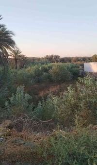 الراشدية نهر دجلة • دونم • طابو ملك صرف