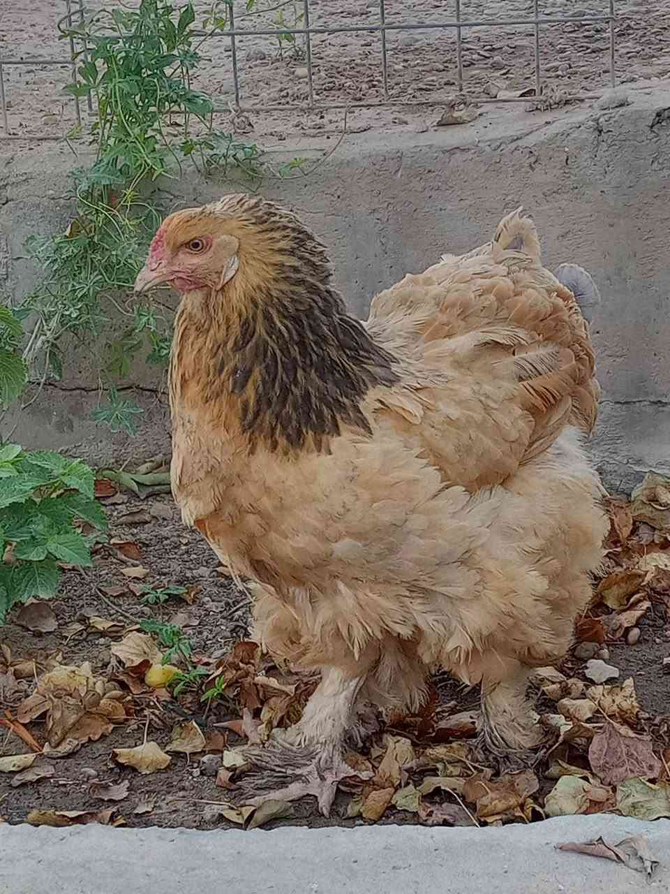 سلام عليكم براهمه البيع تبيض ‏‪***********‬‏
