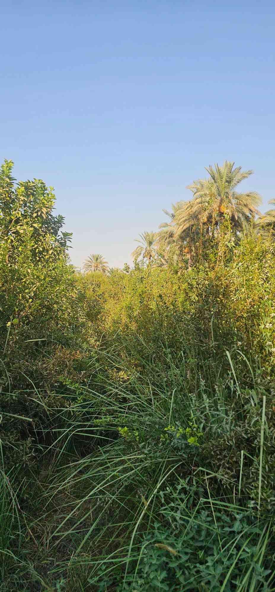 سلام عليكم .
للبيع الارض مساحه 3دونم 

جنس الأرض عقد زراعي 

الموقع واسط الصويرة 

منطقه الرحمانيه الأولى 

الارض مغروسة كافه 

الأشجار من النفضيات 

والحمضيات ونخل 

كهرباء ماء اساله تبليط 

مدارس  

كلها متوفرة وكلها قريبه عليها 

موجود فديوات وصور 
الارض 

للاستفسار الاتصال ع رقم 

*********** واتساب 
***********
