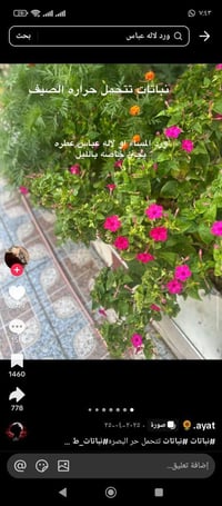 نباتات صيفية • ورد المساء • شغل مهندس