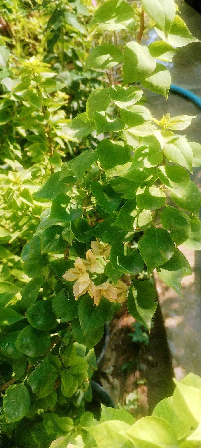 وهاي وجبتنا الجديدة❤️🌷🌹 
  بالصور والأسعار راح انشرها الكم حتة لتعبون🌺💓💮 
 فقط اللي عليكم تراسلونا وتحجزون🌻🌻 
او تزورونا بموقعنا💐🌹🌺 
خانقين بختياري الثانيا نهاية شارع العصائب واسواق صالح🌹💐🌹💐
 حمود وعدنا توصيل🚕🚕🚕🚕
داخل خانقين وجلولاء والسعدية راسلونا وتدللون ❤️💓❤️💓
