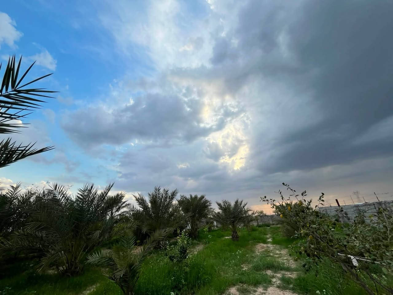 بستان للبـيــــــــــــع. 
بموقع متميز . مع كهرباء وماء 
مساحته : واحد دونم
وبنظام ري ( تقطير ) ممتاز جدا وعالي الكفاءة. 
فيه اكثر من 45 نخلة مختلفة الانواع واشجار مثمرة اخرى 
( تين وزيتون وسدر بانواعه والحمضيات بانواعها )
وحوض كبير مع خزان كبير للمياه. 
*وموقعه وصوره وتفاصيله موضحة مثل ما تشوفون بالبوست* 
__________________ 

هاتف / واتساب ***********
